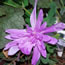 Colchicum Waterlily